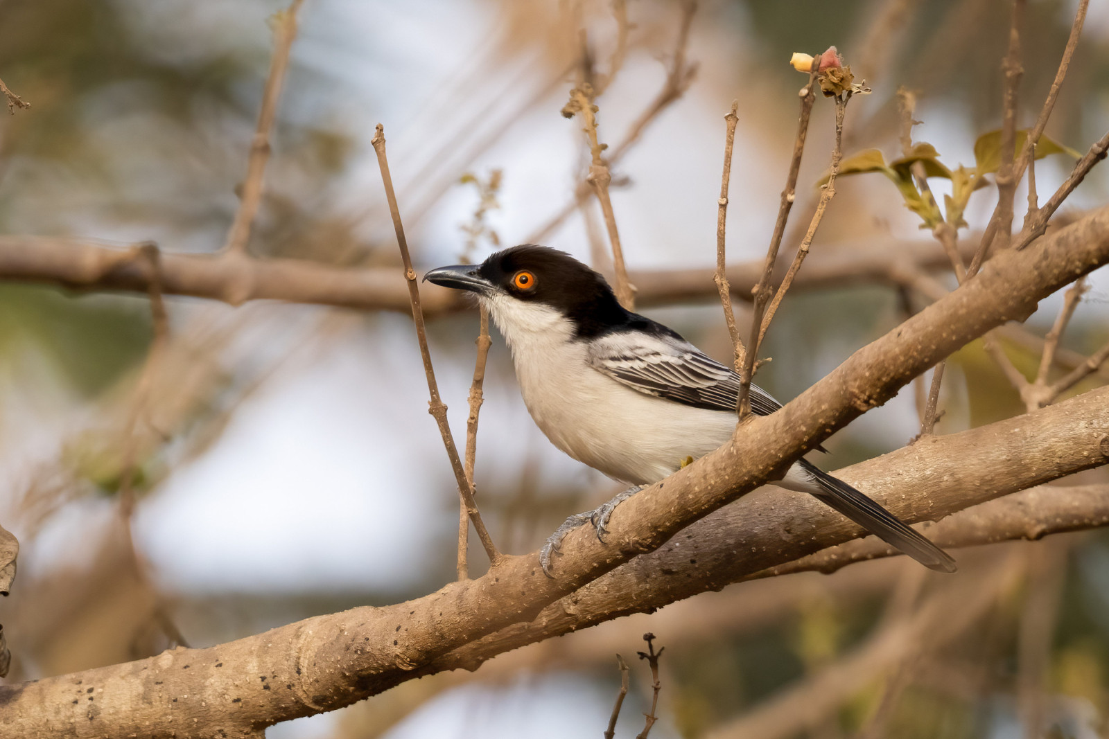image Northern Puffback